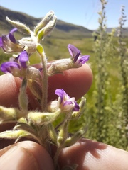 Lotononis lotononoides