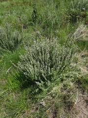 Lotononis lotononoides