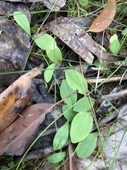 Chiloglottis trapeziformis