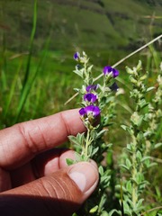 Lotononis lotononoides