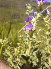 Lotononis lotononoides