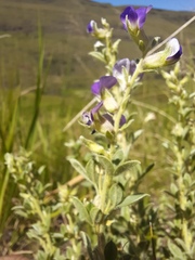 Lotononis lotononoides