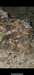 Octopus hawaiiensis