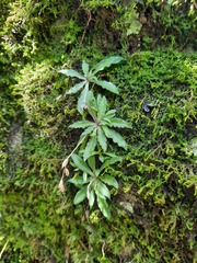 Stenoglottis fimbriata