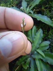 Stenoglottis fimbriata