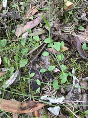 Chiloglottis trapeziformis