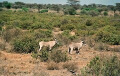 Oryx beisa beisa