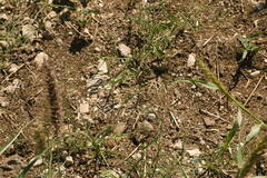 Eragrostis barrelieri