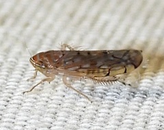 Osbornellus clarus