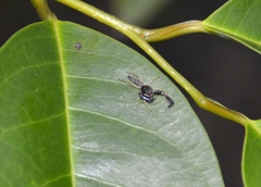Indopadilla insularis