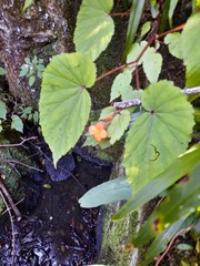 Begonia sutherlandii