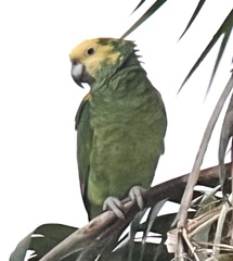 Amazona oratrix