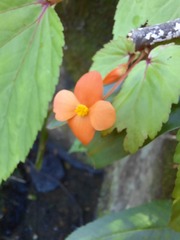 Begonia sutherlandii