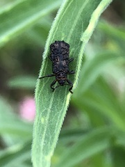 Octotoma scabripennis