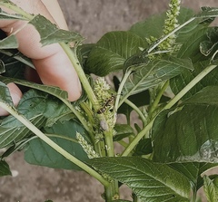 Ropalidia flavobrunnea