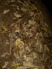 Trimorphodon biscutatus