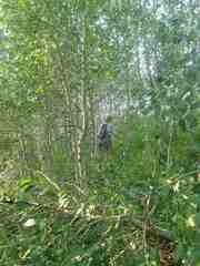 Populus balsamifera balsamifera