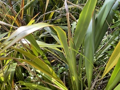 Phormium cookianum hookeri