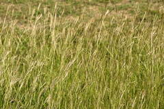 Bothriochloa pertusa