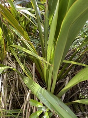 Phormium cookianum hookeri