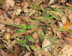 Ottochloa gracillima