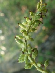Populus balsamifera balsamifera