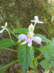 Impatiens hochstetteri