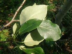 Populus balsamifera balsamifera