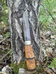 Populus balsamifera balsamifera