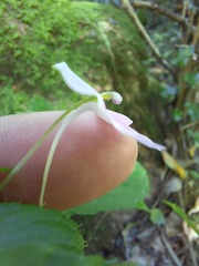 Impatiens hochstetteri