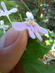 Impatiens hochstetteri