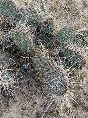 Opuntia tortispina
