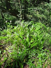 Chlorophytum krookianum