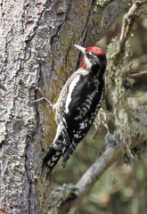 Red-Naped Sapsucker photo 5