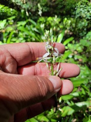 Chlorophytum krookianum