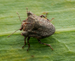 Eufroggattia tuberculata