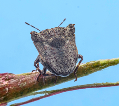 Eufroggattia tuberculata