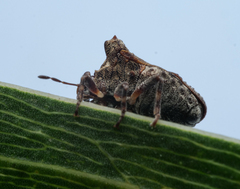 Eufroggattia tuberculata