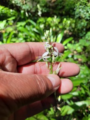 Chlorophytum krookianum