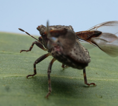 Eufroggattia tuberculata