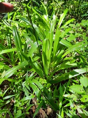 Chlorophytum krookianum