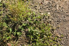 Macroptilium atropurpureum