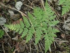 Cystopteris montana