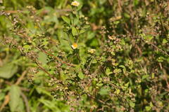 Sida rhombifolia