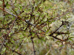 Coprosma decurva