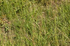 Bothriochloa pertusa