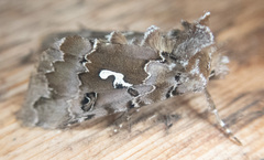Autographa corusca