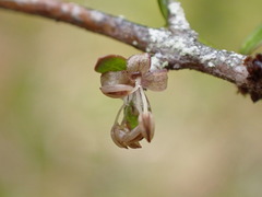 Coprosma decurva