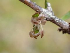Coprosma decurva