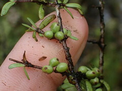 Coprosma decurva